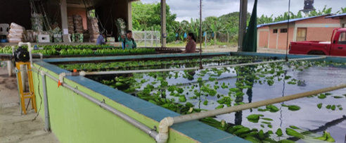 Puesta en marcha planta empacadora de bananos